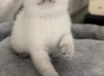 milk - British Shorthair Cat For Sale - Rancho Cucamonga, CA, US