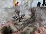 Jimmy Choo - Persian Kitten For Sale - MI, US