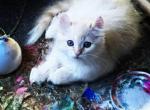 Almost Famous Hyland Lynx Kittens - Highlander Cat For Sale - Irvine, CA, US