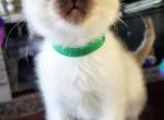 Ellie & Jack's first litter - Siamese Cat For Sale - Ypsilanti, MI, US