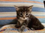 Jack - Maine Coon Cat For Sale - Westfield, MA, US