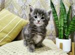 Sasha - Maine Coon Cat For Sale - Westfield, MA, US