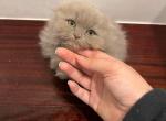 Munchkin - Munchkin Cat For Sale - Coshocton, OH, US