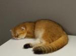Nala Red Panda special rate - Scottish Fold Kitten For Sale - Richardson, TX, US