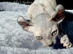 Sphynx Blue Tortie Elf female - Sphynx Cat For Sale - Columbus, OH, US