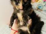 Amber - Domestic Kitten For Sale - Bronx, NY, US