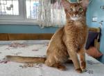 Oliviya - Somali Cat For Sale - Odesa, Odessa Oblast, UA