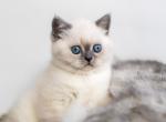 Princess Amelia British shorthair - British Shorthair Cat For Sale - FL, US