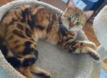 Cassia - Bengal Cat For Sale - Whitehall, MT, US