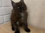 Mars - Maine Coon Cat For Sale - NY, US