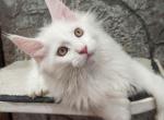 Osman - Maine Coon Cat For Sale - Miami, FL, US