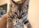 Savannah F5 - Savannah Cat For Sale - FL, US