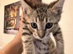 Savannah F5 female - Savannah Cat For Sale - FL, US