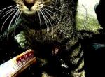 Mama her name adult Cat - Egyptian Mau Cat For Sale - Philadelphia, PA, US