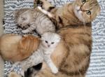 Brown Gold Silver Gold Marble colors litters - Scottish Fold Cat For Sale - Philadelphia, PA, US