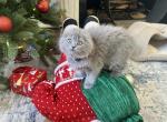 Blue Baby Kittens - Scottish Fold Cat For Sale - Great Falls, VA, US