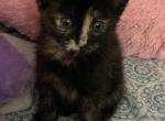 Bambi - Domestic Kitten For Sale - Bronx, NY, US