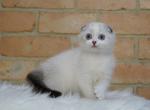 Diana - Scottish Fold Cat For Sale - Hollywood, FL, US