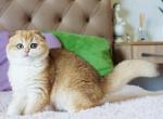 Michaela - Scottish Fold Cat For Sale - Hollywood, FL, US