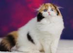 Bell - Scottish Fold Cat For Sale - Hollywood, FL, US