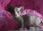 Porsche - Sphynx Cat For Sale - Norwalk, CT, US