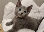 Ferbi - Russian Blue Cat For Sale - Miami, FL, US