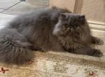 Expected kittens - Persian Cat For Sale - 