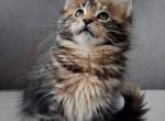 Coronet - Maine Coon Cat For Sale - Brooklyn, NY, US