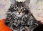 Quira - Maine Coon Cat For Sale - Brooklyn, NY, US