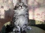 Qiana - Maine Coon Cat For Sale - Brooklyn, NY, US