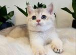 Mila - British Shorthair Cat For Sale - Brooklyn, NY, US