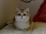 Sally - British Shorthair Cat For Sale - Brooklyn, NY, US