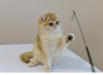 Simba Bri - British Shorthair Cat For Sale - Brooklyn, NY, US