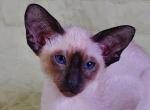 Fiji - Siamese Cat For Sale - Brooklyn, NY, US