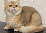 Viola - British Shorthair Cat For Sale - Brooklyn, NY, US