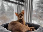 Deja - Abyssinian Cat For Sale - Toronto, Ontario, CA