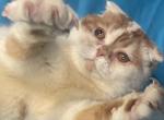 Hamilton - Scottish Fold Kitten For Sale - New York, NY, US