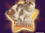 RedGarfield - Scottish Straight Cat For Sale - New York, NY, US