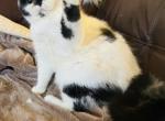 BAD BUNNY - Scottish Fold Cat For Sale - New York, NY, US