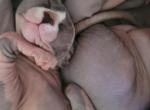 SPHYNX FEMALE PURPLE COLLAR - Sphynx Cat For Sale - Hebron, OH, US