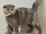 Rachel - Scottish Fold Cat For Sale - North Richland Hills, TX, US