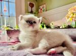 Oliver - Ragdoll Cat For Sale - New Milford, PA, US