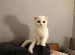 Sweet bug Half off summer sale - Scottish Fold Cat For Sale - Richardson, TX, US