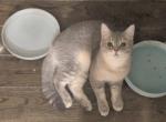 Leo Blue golden special temp rate - British Shorthair Cat For Sale - Richardson, TX, US