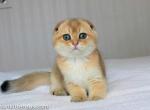 Twix golden shaded scottish fold boy emerald eyes - Scottish Fold Cat For Sale - CA, US