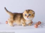 Grustya teacup baby girl Scottish kilt golden - Munchkin Cat For Sale - CA, US