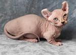 Lucas - Sphynx Cat For Sale - Norwalk, CT, US