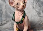 Limon - Sphynx Cat For Sale - Norwalk, CT, US