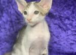 Smart - Oriental Cat For Sale - Norwalk, CT, US