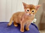 Umka - Abyssinian Cat For Sale - Norwalk, CT, US